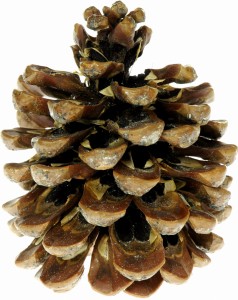 Szyszki naturalne sosny pini 3 sztuki, Aliga
