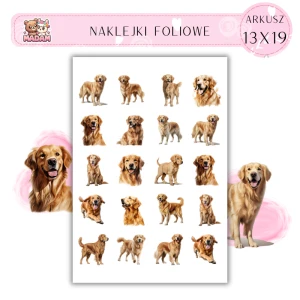 Naklejki Foliowe Pies Golden Retriver 13x19, MaDam
