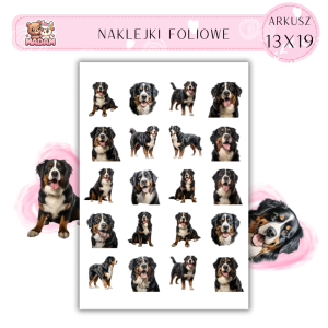Naklejki Foliowe Pies Berneński 13x19, MaDam