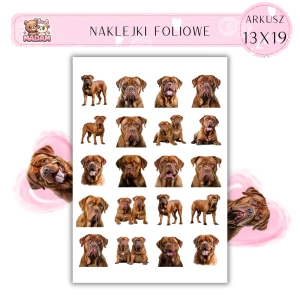 Naklejki Foliowe Pies Mastif Francuski 13x19, MaDam