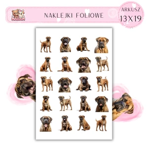 Naklejki Foliowe Pies Bullmastiff 13x19, MaDam