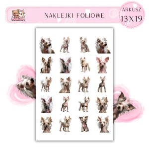 Naklejki Foliowe Pies Grzywacz Chiński 13x19, Madam