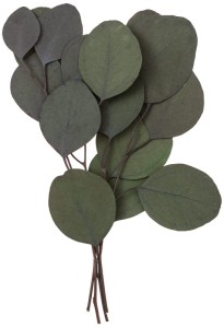 Eukaliptus populus, 4 gałązki, ok. 20cm, zielony, Dp Craft